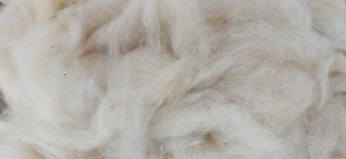 Close-up of silky Kapok fiber.
